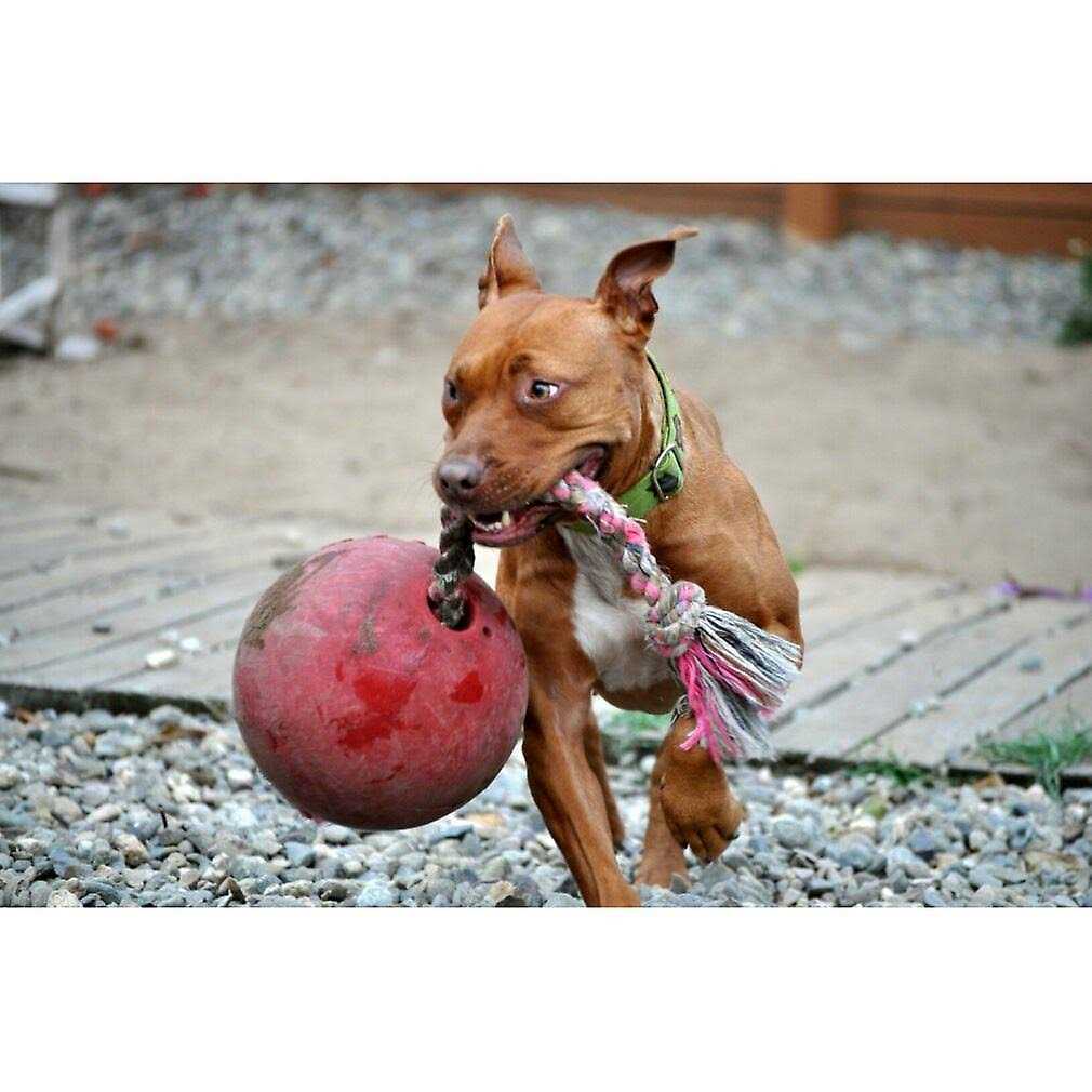 Jolly Pets Romp n Roll