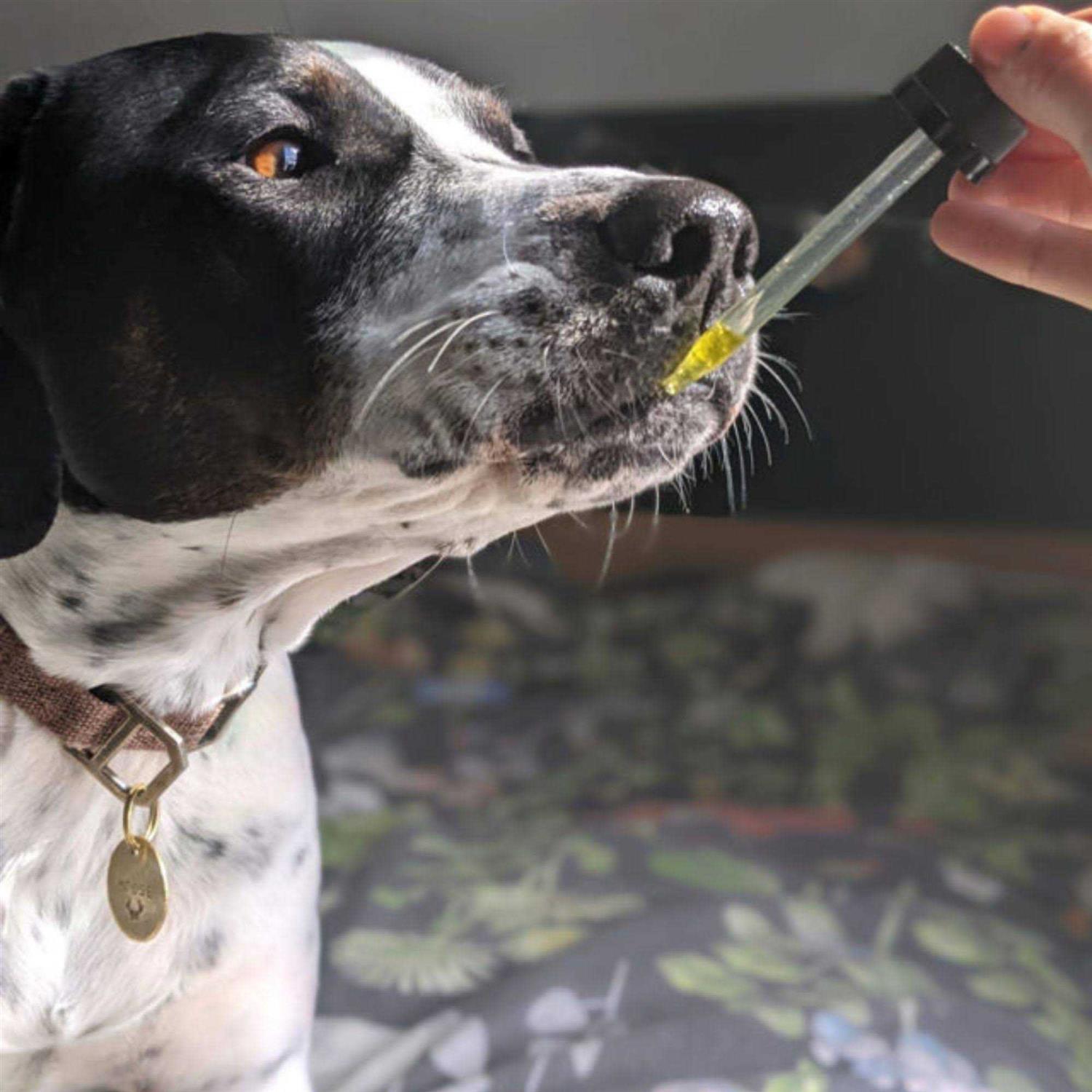 Hemp Well Thrive Oil for Dogs & Cats