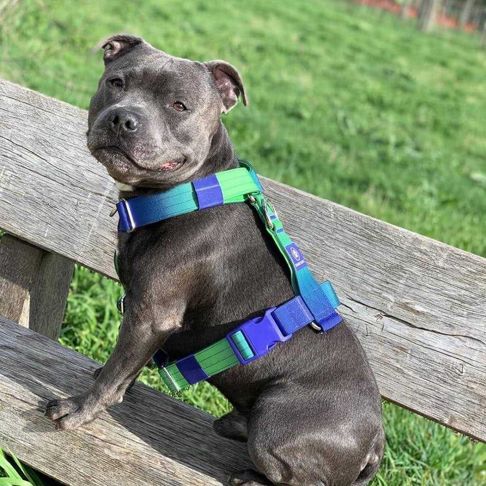 Spark Paws No-Pull Dog Harness Designed for Safety and Control