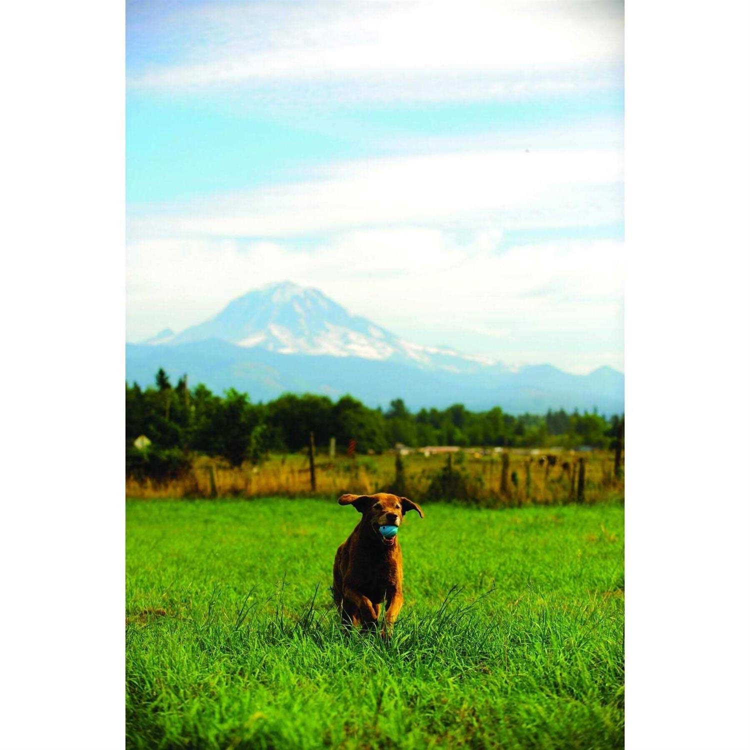 ChuckIt! Whistler Ball