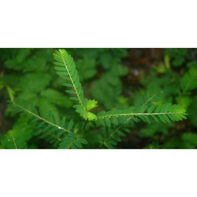 The Petz Kitchen Chanca Piedra Powder Dog & Cat Supplement