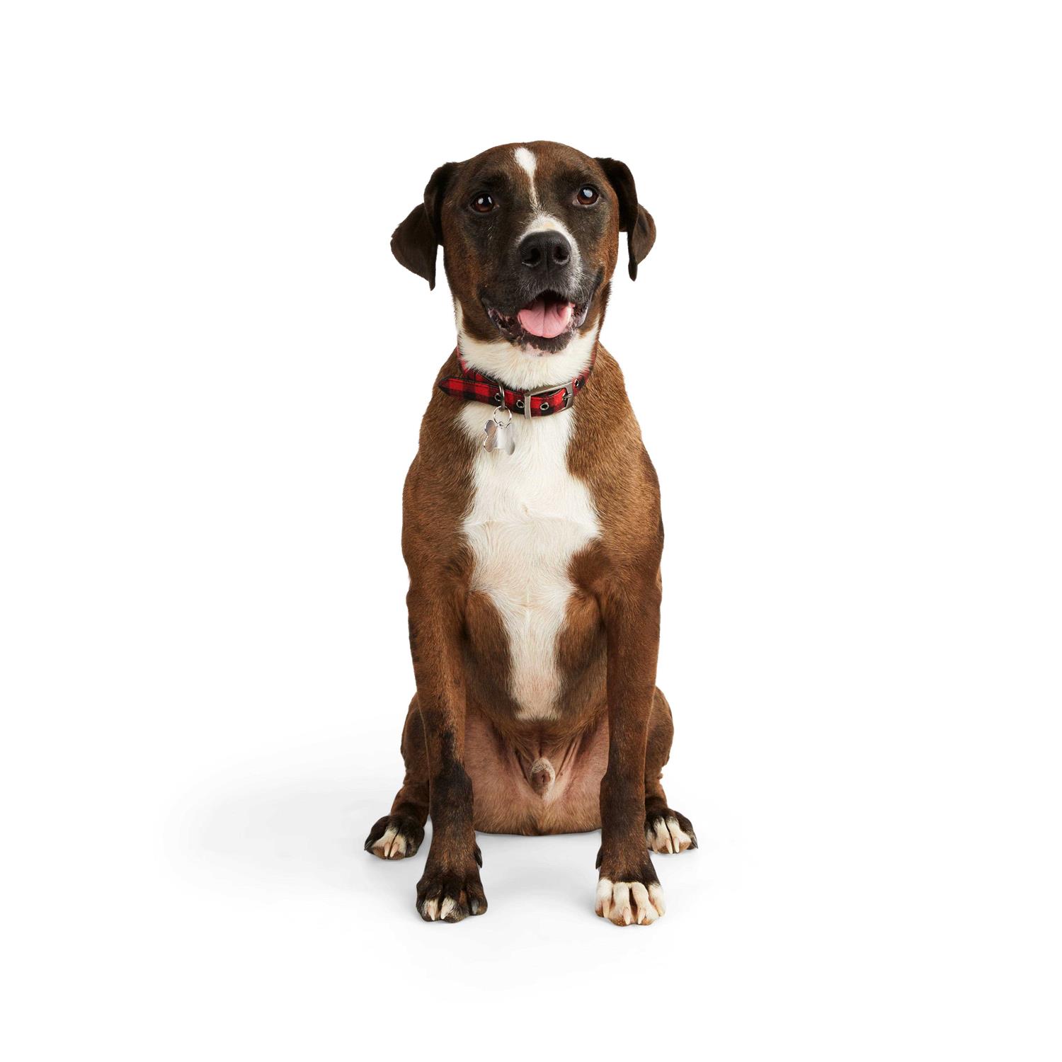 YOULY The Hipster Buffalo Checkered Dog Collar