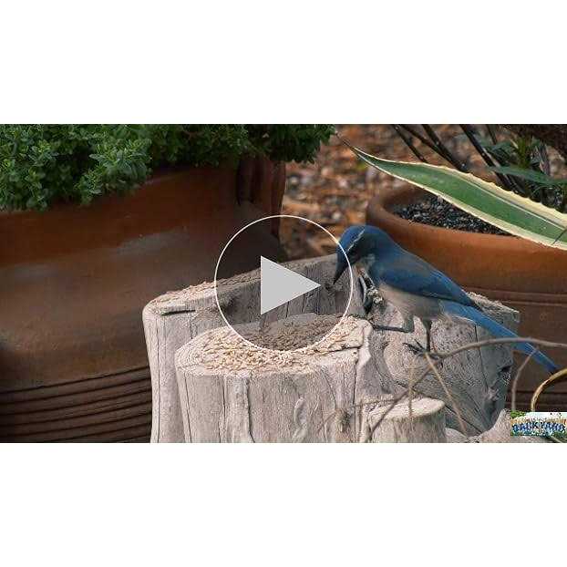 CountryMax Sunflower Coarse Hearts No Waste No Mess Bird Seed