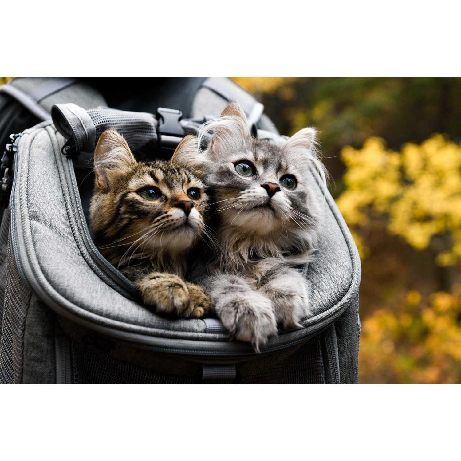 Your Cat Backpack The Navigator Cat Backpack