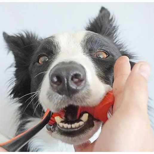 Paw Ready Bite Block Pet Toothbrushing Aid for Puppies, Dogs and Cats