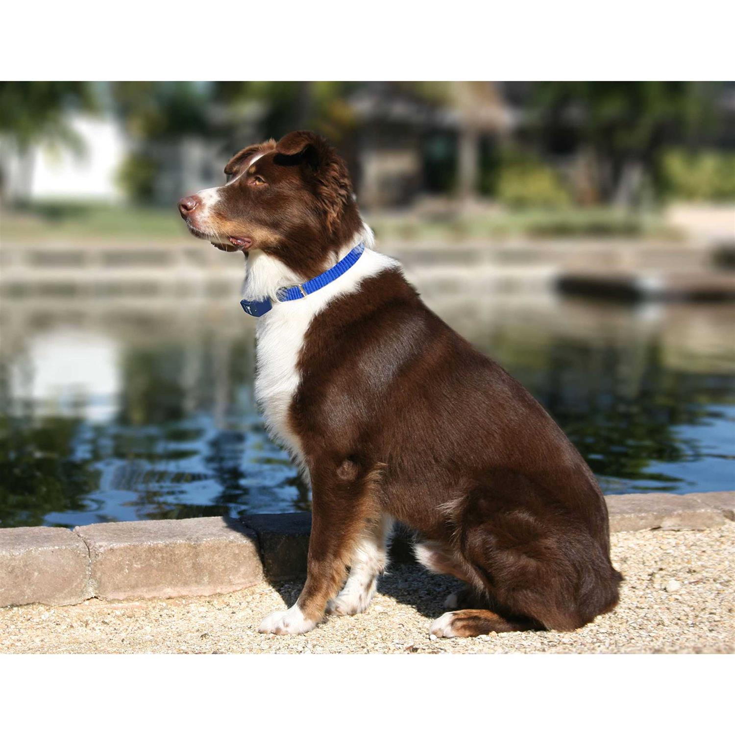 Extreme Dog Fence Dog Collar Replacement Strap Compatible with Nearly All Brands and Models of Underground Dog Fences