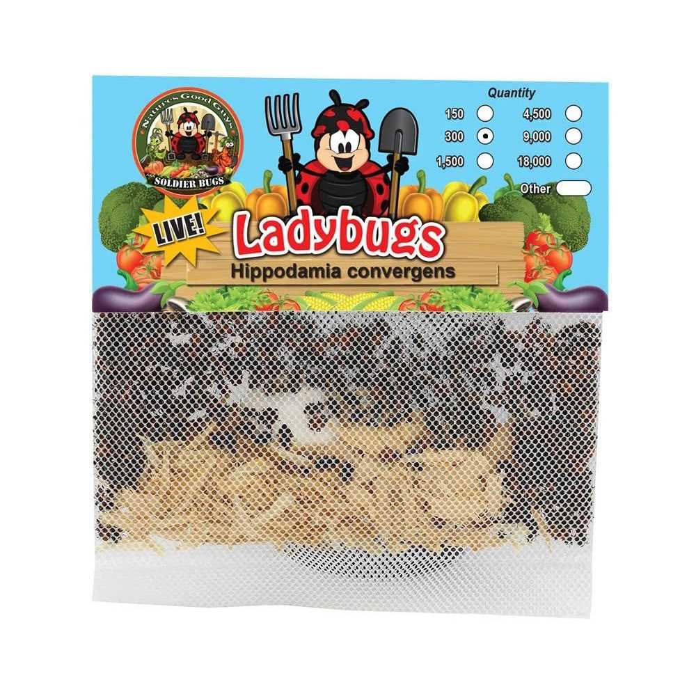 300 Live Ladybugs Good Bugs
