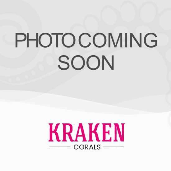 Brightwell Aquatics Lugol’s Solution