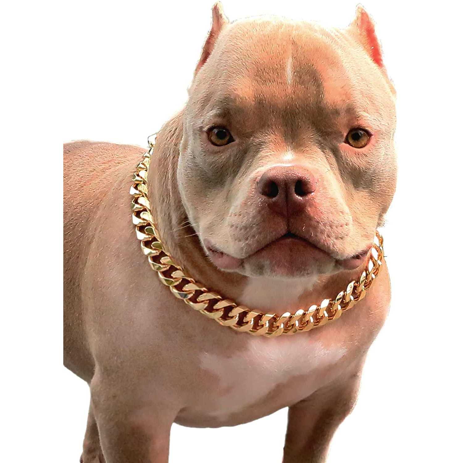 PP cOLOR gold chain Dog collar-34 Width cuban Link Dog Necklace
