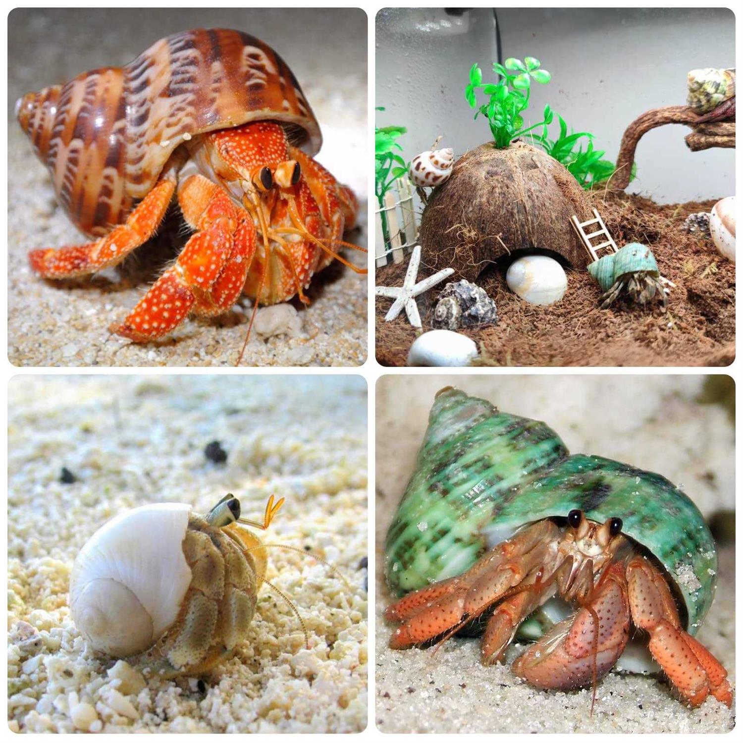 Giftvest Hermit Crab Shells Medium and Large 12PCS Growth Turbo Seashells Size 1.4-3.2 for Small Medium and Large Crabs