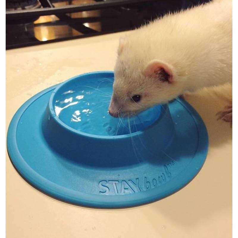 STAYbowl Tip-Proof Bowl for Guinea Pigs and Small Pets