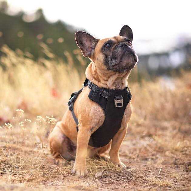 Outward Hound Boulder Adventure Adjustable Dog Harness with Pockets