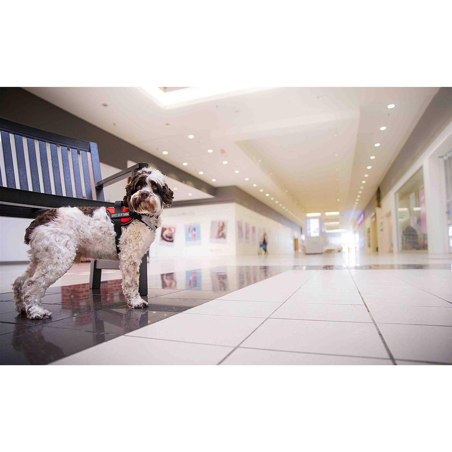 Industrial Puppy Service Dog Vest with Hook and Loop Straps and Handle Harness