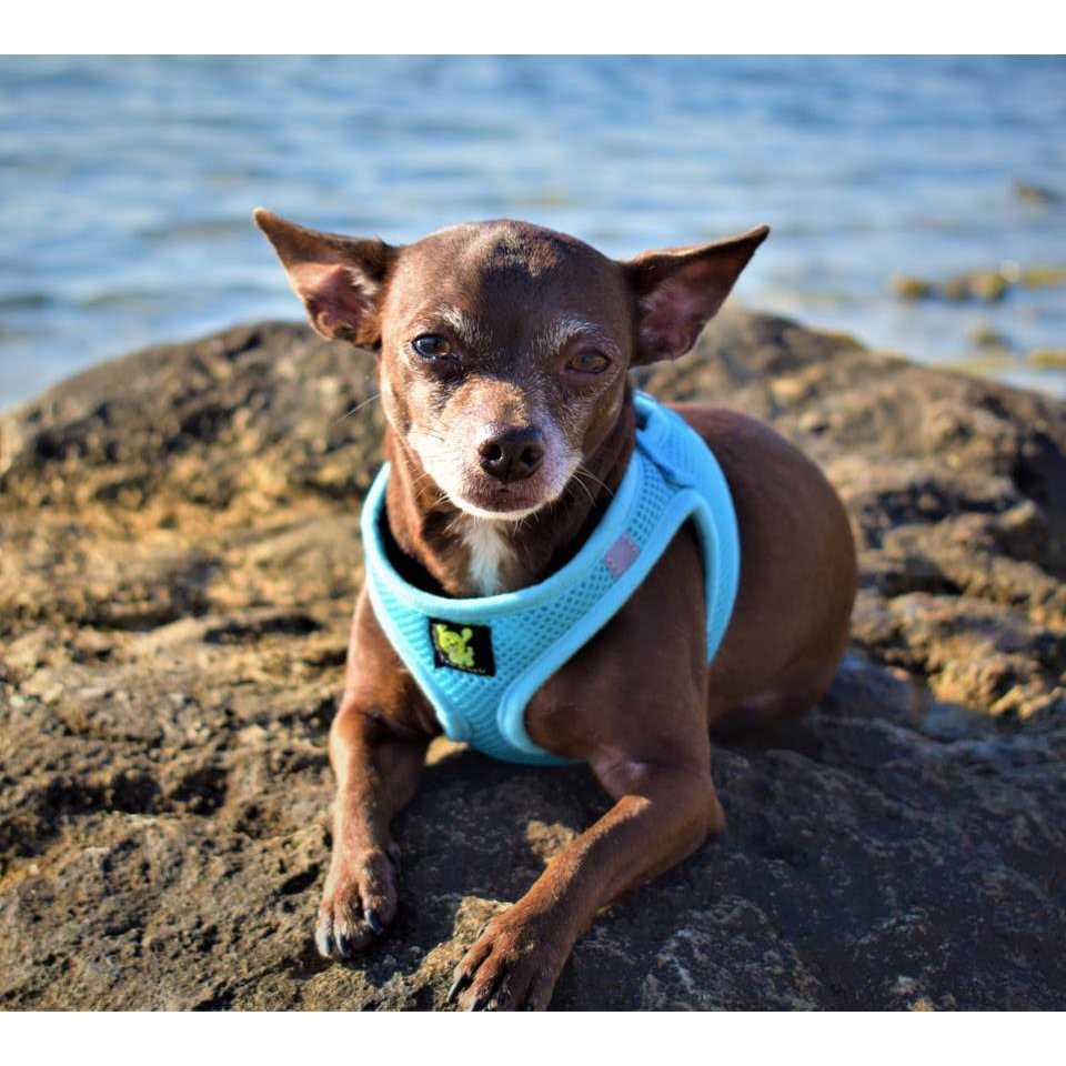 EcoBark Step in Dog Harness Soft Mesh Dog Harnesses and Small Dogs Eco-Friendly