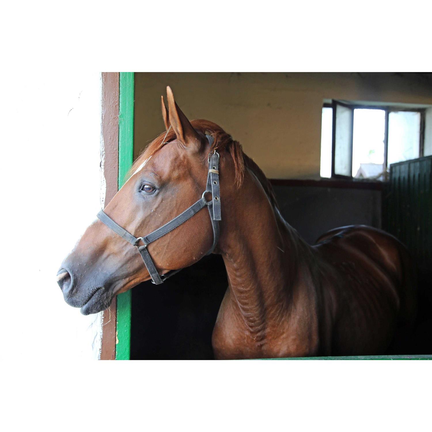 America’s Choice Medium Flake Poultry Bedding, 6.0-cu ft