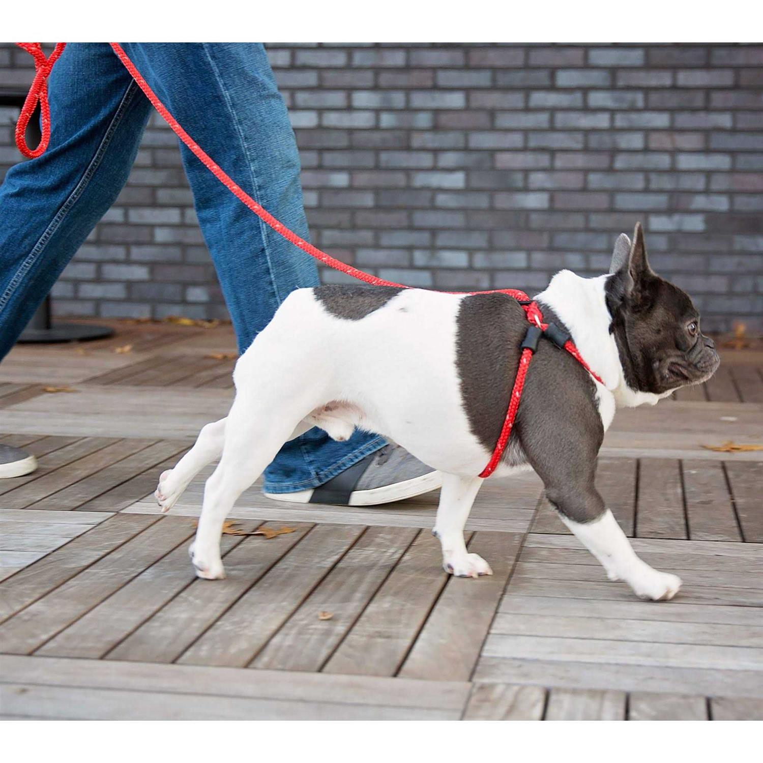 Harness Lead Dog Harness