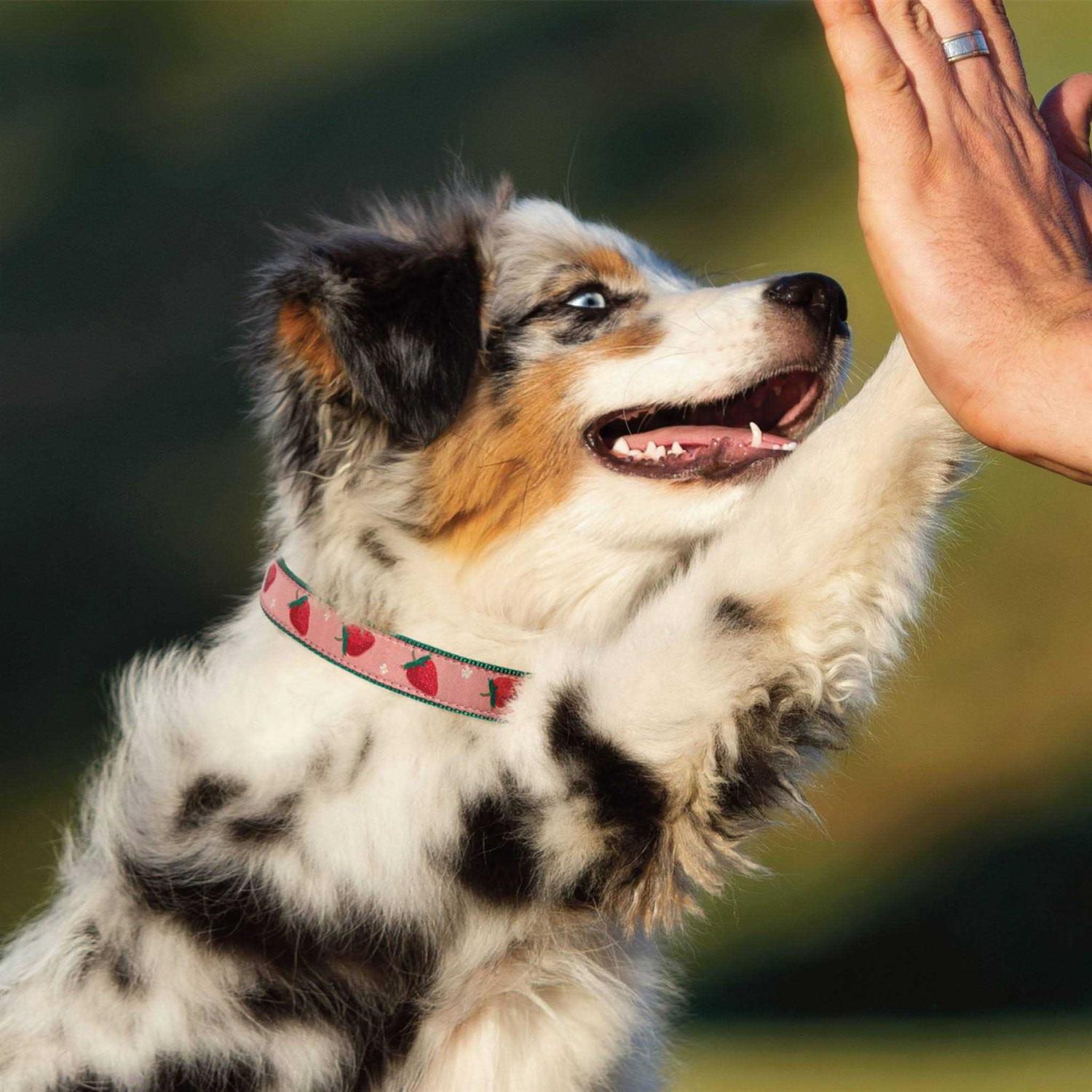 Up Country Strawberry Fields Dog Collar