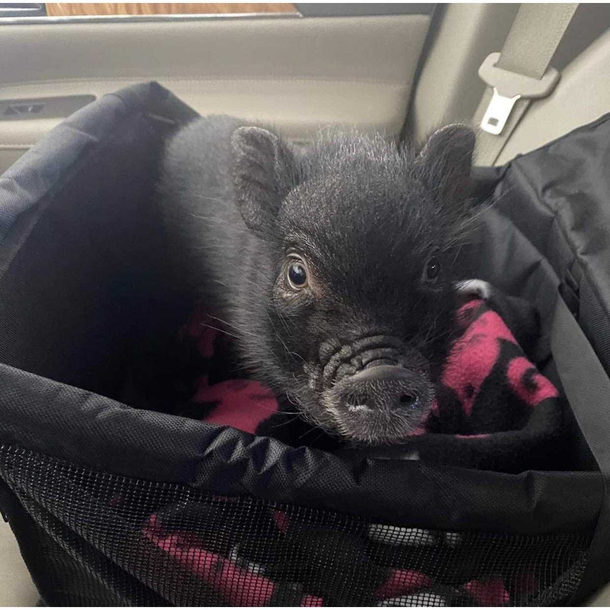 Piggy Poo and Crew Pet Car Seat