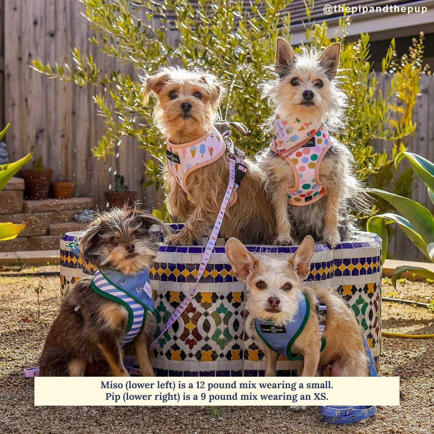 Reversible Harness Harness