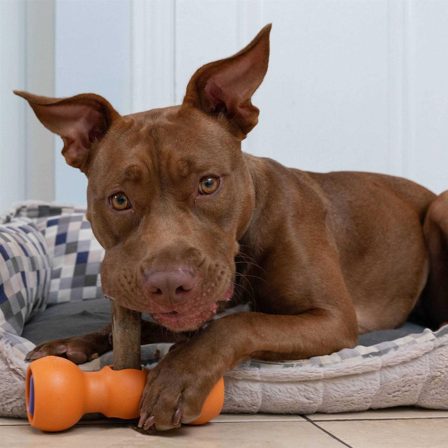 Bow Wow Labs Bully Buddy