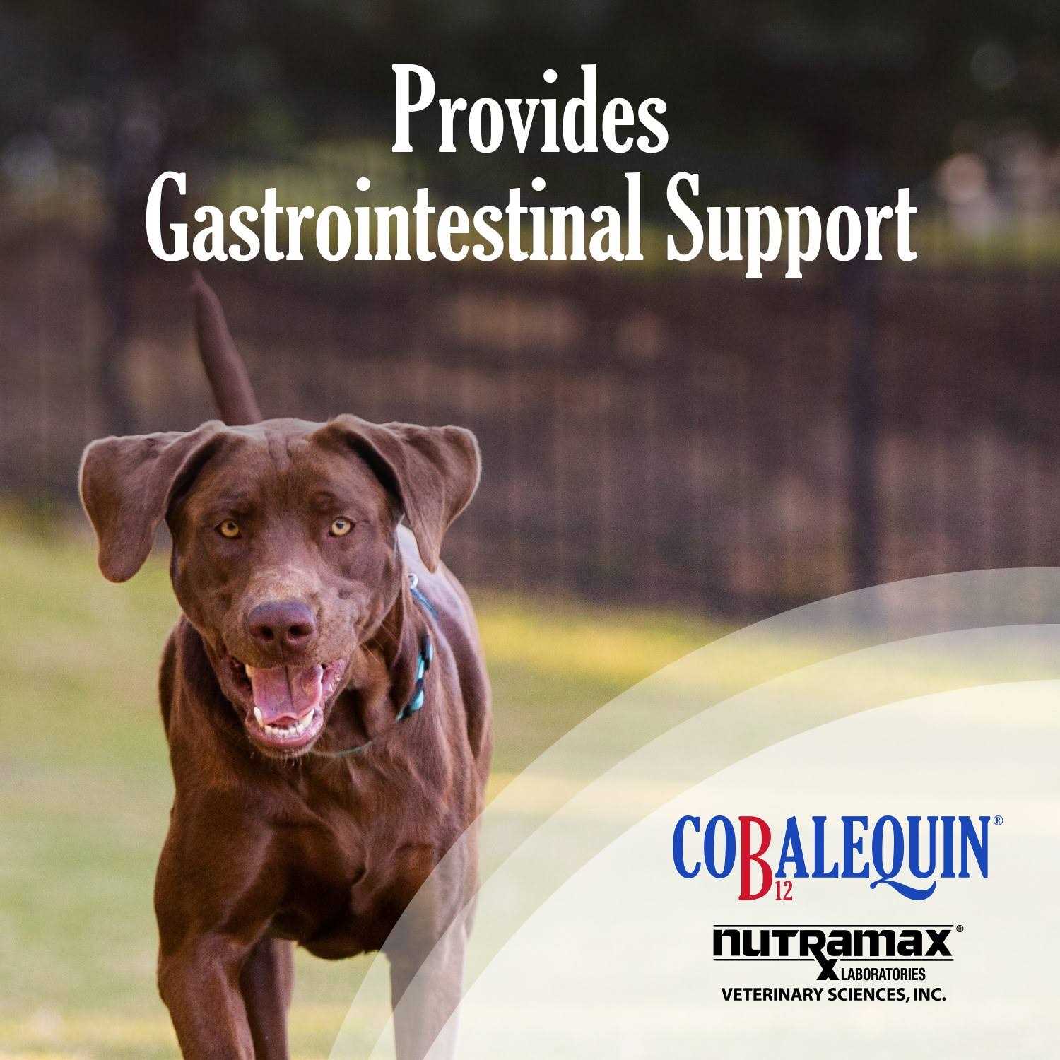 Nutramax Cobalequin B12 Supplement Dogs