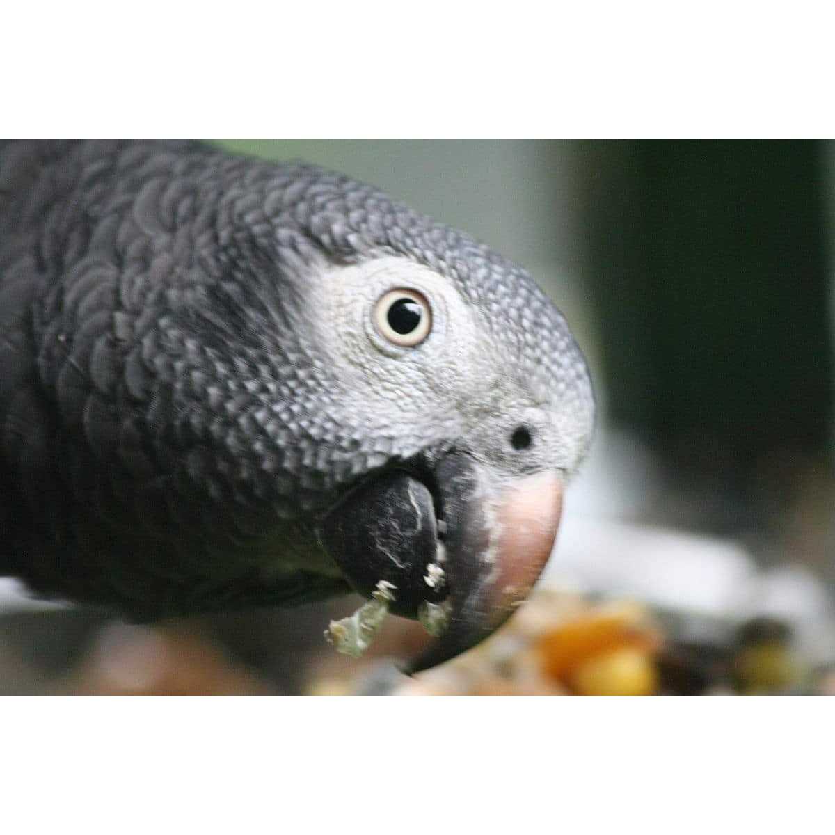 Bird Street Bistro Parrot Food Sample Pack