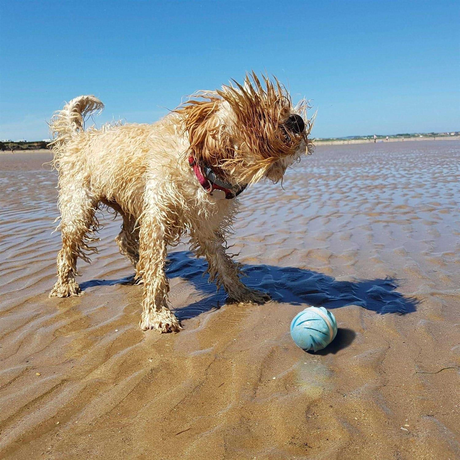 Cheerble Wicked Ball 100% Automatic & Interactive Dog Ball Toy