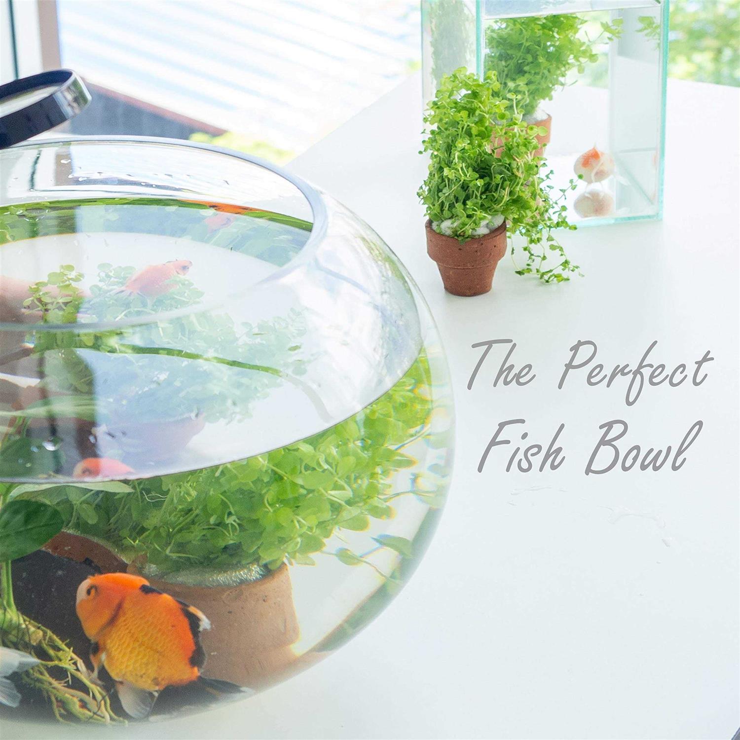 Cys Excel Large Glass Bubble Bowl Multiple Size Choices Fish Bowl Vase