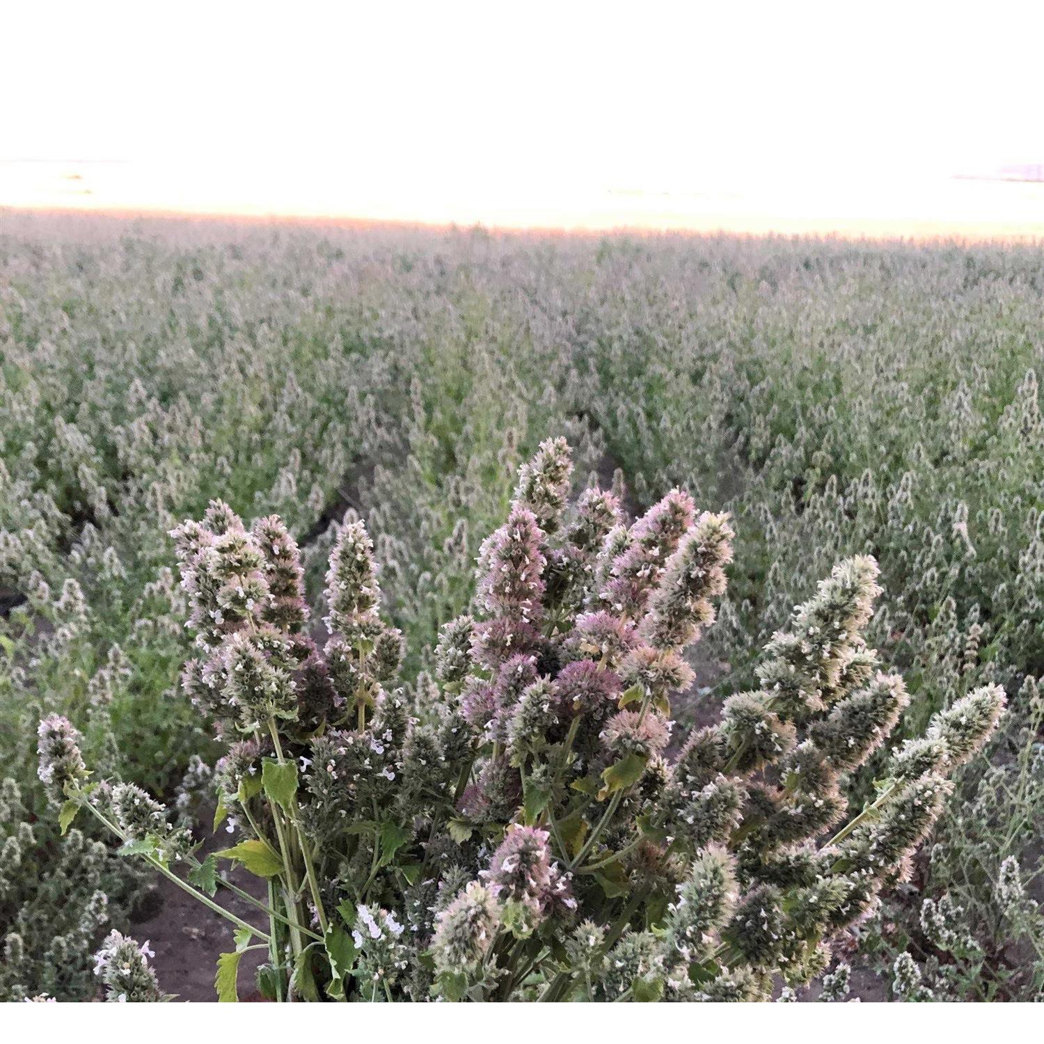From The Field Silver Vine Catnip Mix Ultimate Blend Tub