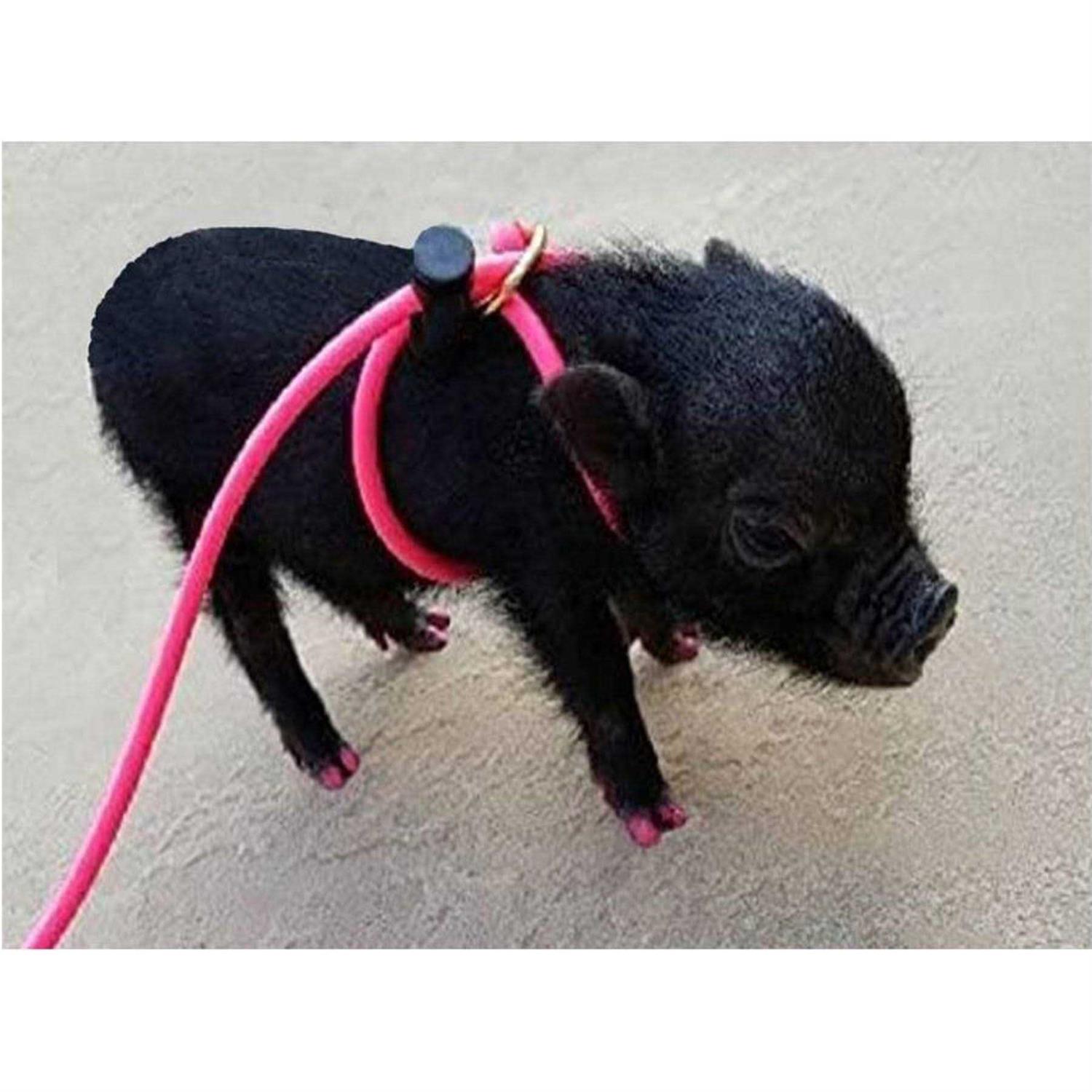 Piggy Poo and Crew Adjustable Mini Pig Harness and Leash