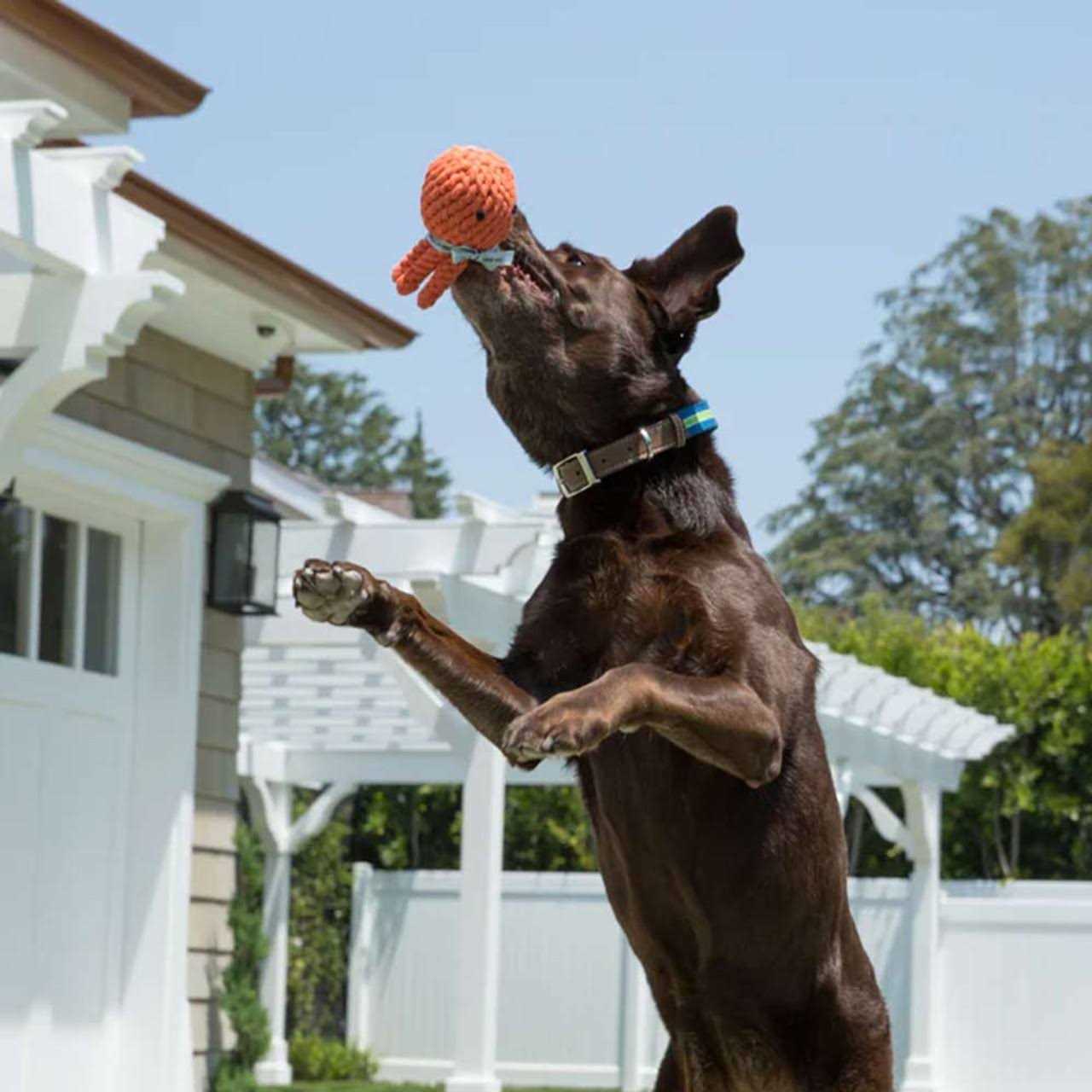 Jax Bones Elton The Octopus Rope Dog Toy