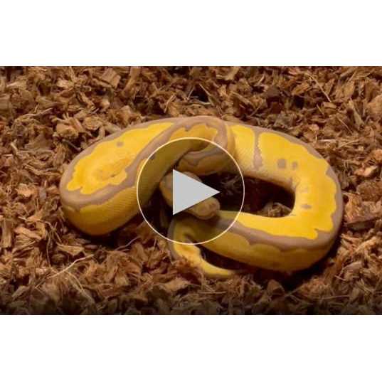 Reptichip Coconut Substrate for Reptiles Loose Coarse Coconut Husk Chip Reptile Bedding