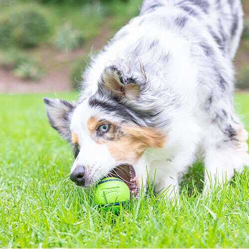 Chuckit! Sniff Fetch Ball Dog Toy