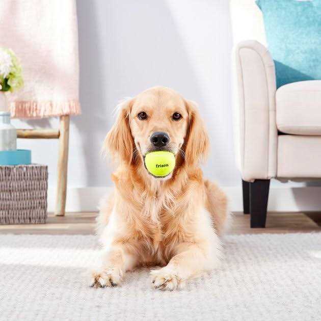 Frisco Fetch Squeaky Tennis Ball Dog Toy