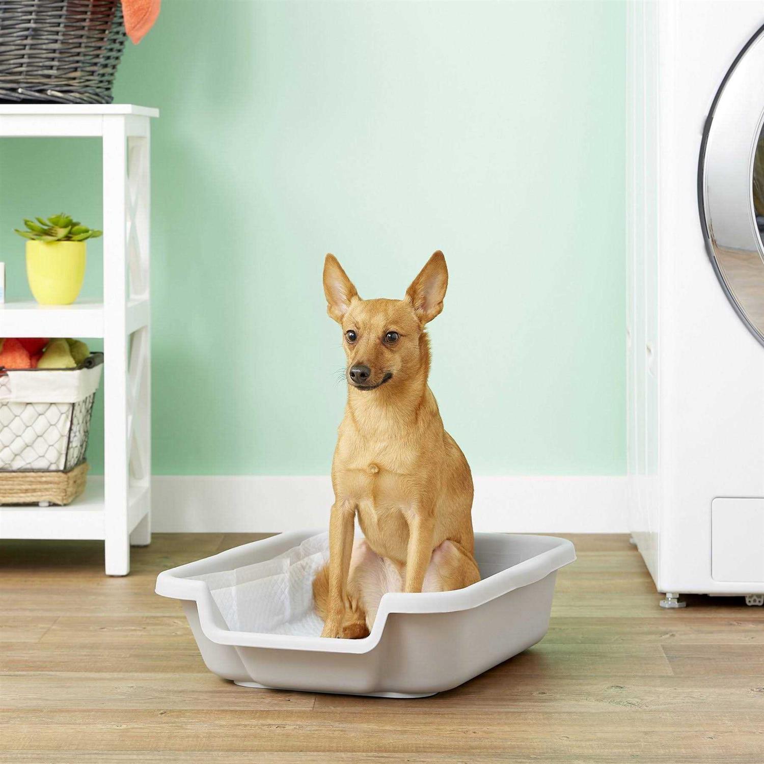 Bunny Go Here (20x15x5, Lavender)