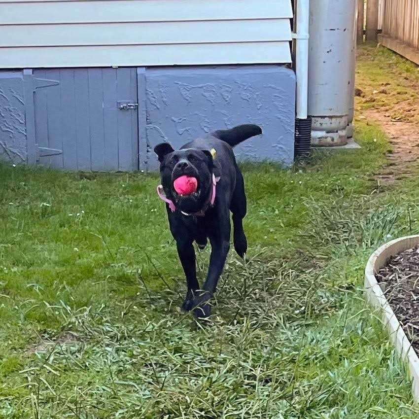 Planet Dog Orbee-Tuff Squeak Toy Ball