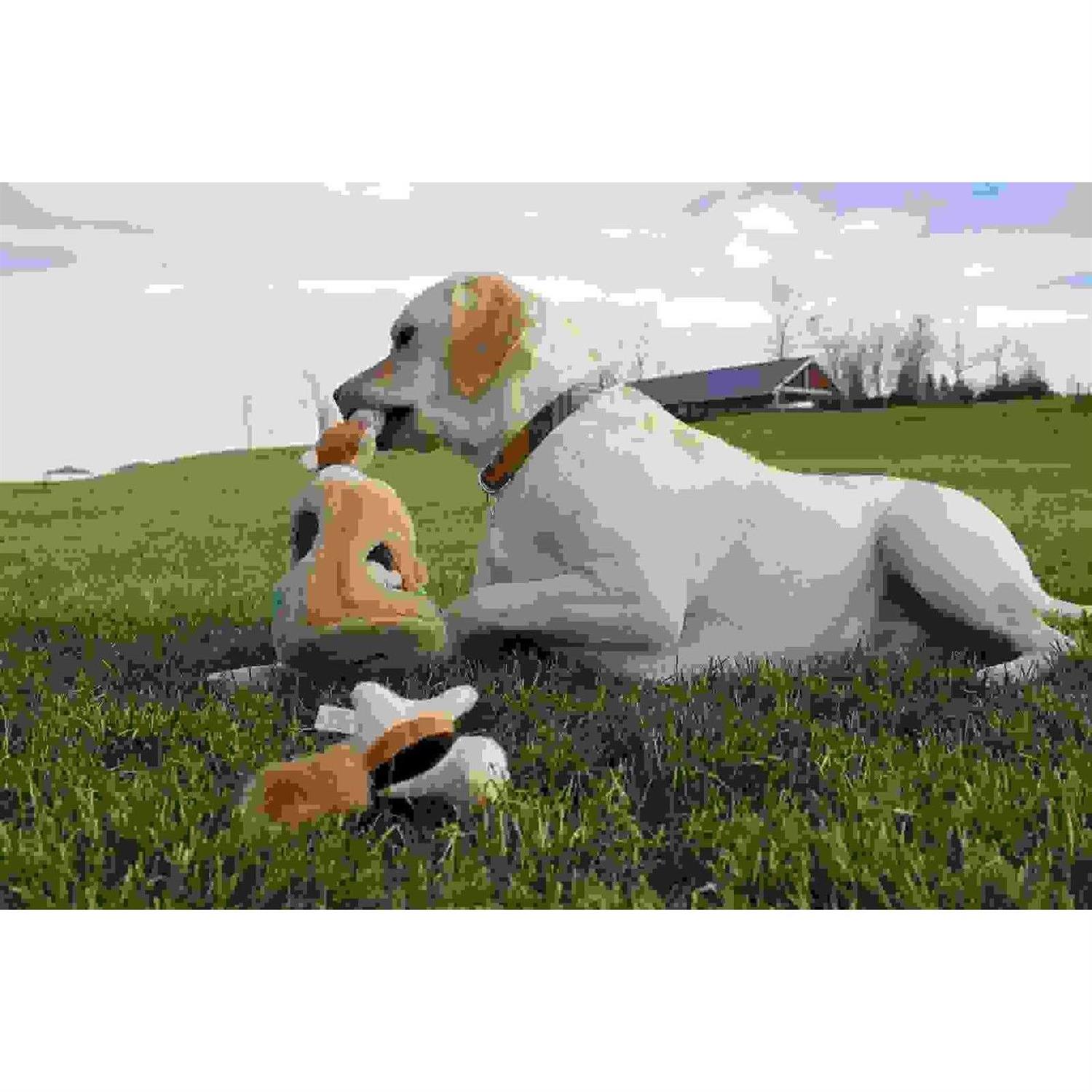 Outward Hound Hide A Squirrel Dog Toy