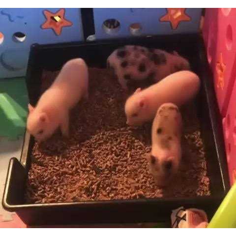 Piggy Poo and Crew Extra Large Litter Box