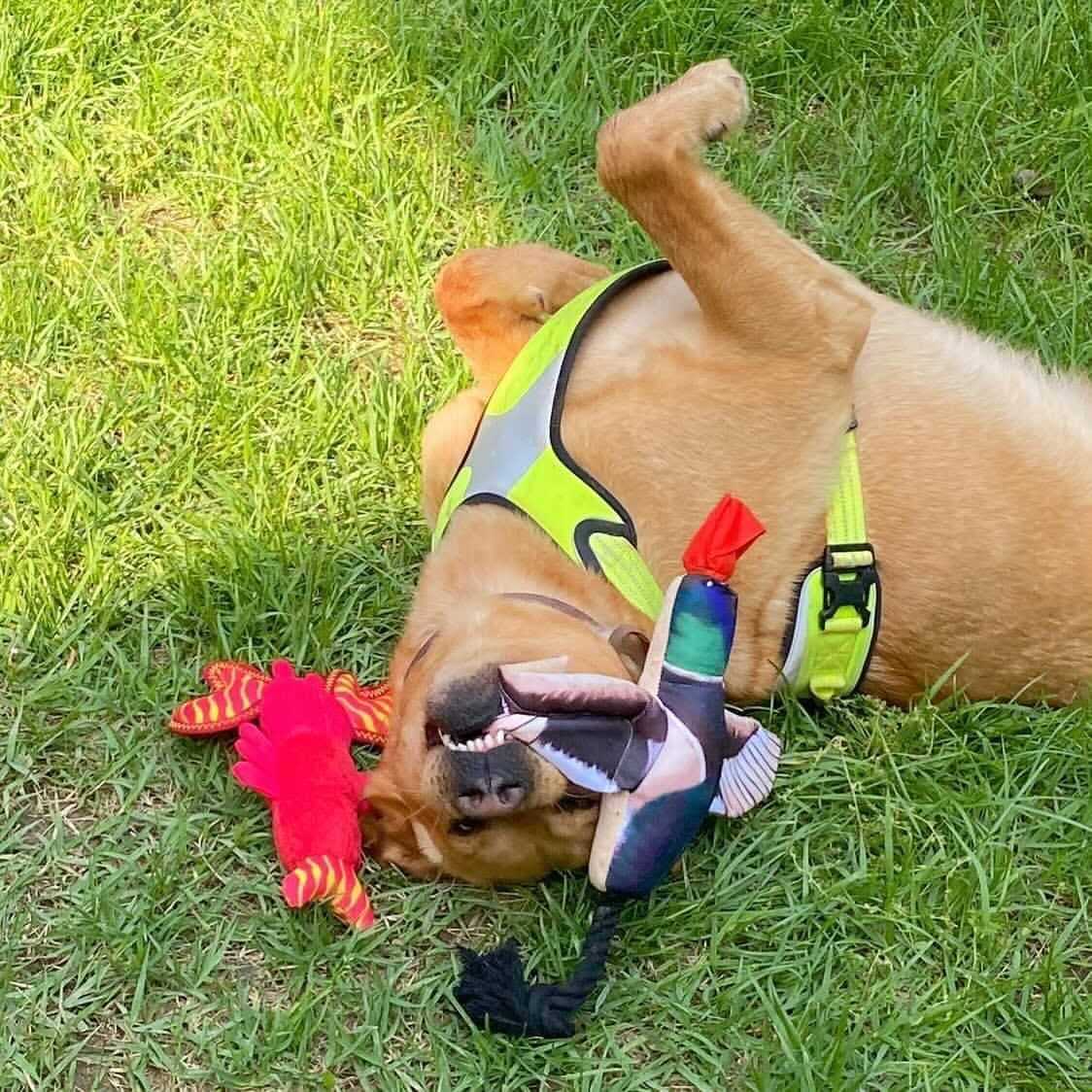 Spunky Pup Fly & Fetch Duck Dog Toy