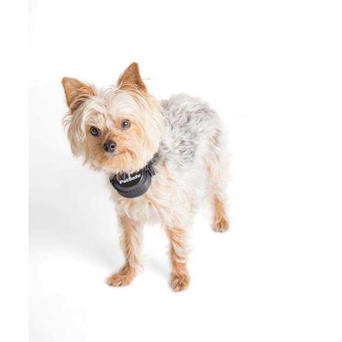 PetSafe Stay Play Wireless Fence