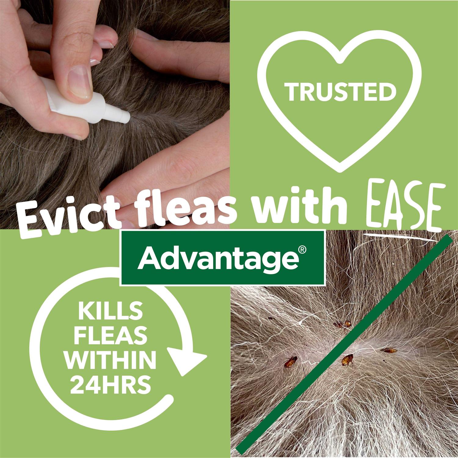 Advantage 40mg Spot-On for Small Cats