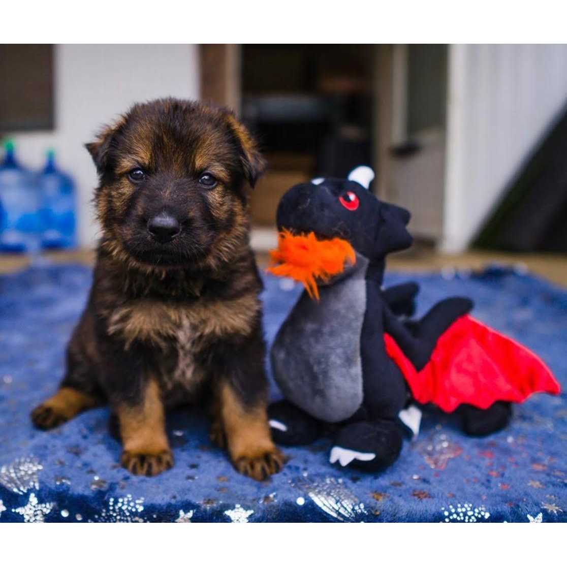 P.L.A.Y’s Mythical Dragon Dog Toy