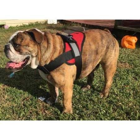 HDP Big Dog Soft No Pull Harness