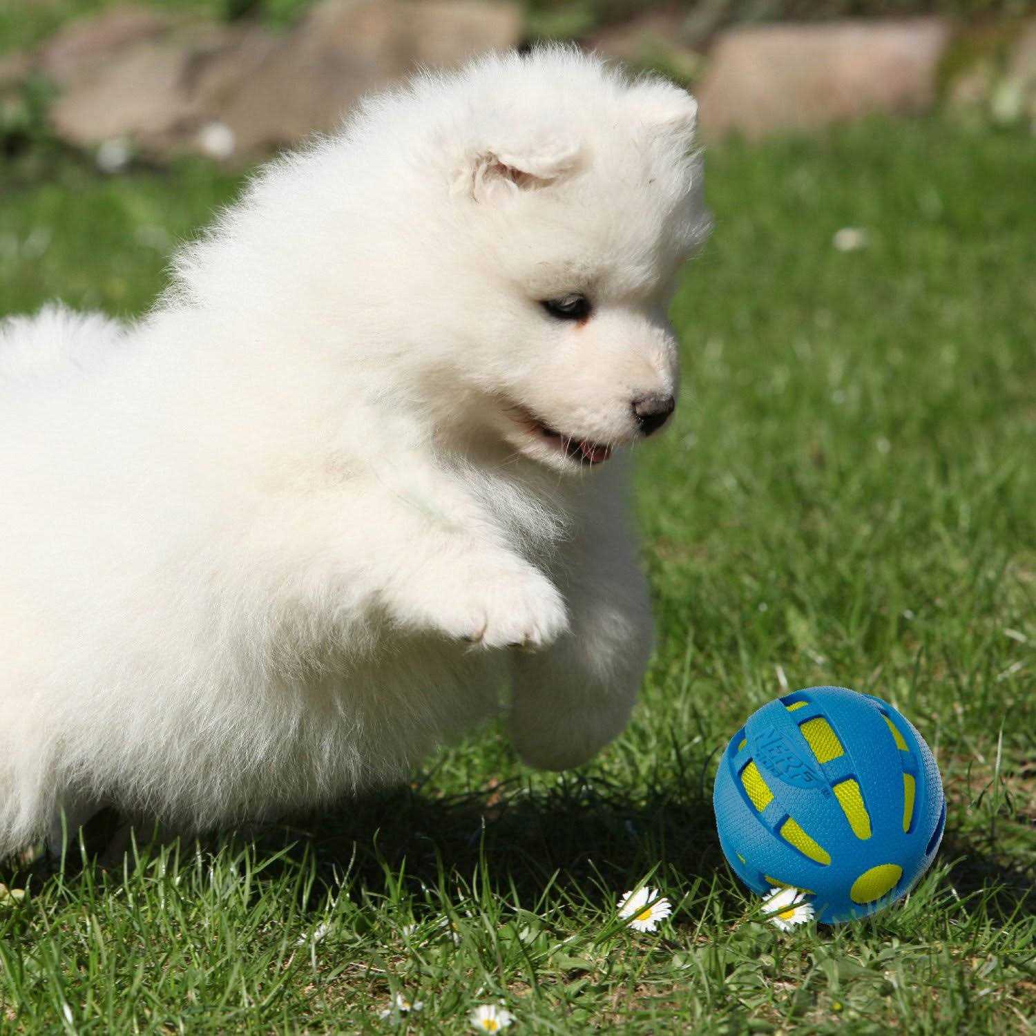 Nerf Checker Crunch Ball Dog Toy