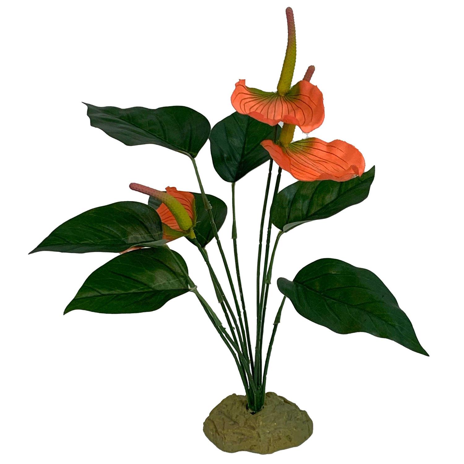 Komodo Anthurium Bush Plant