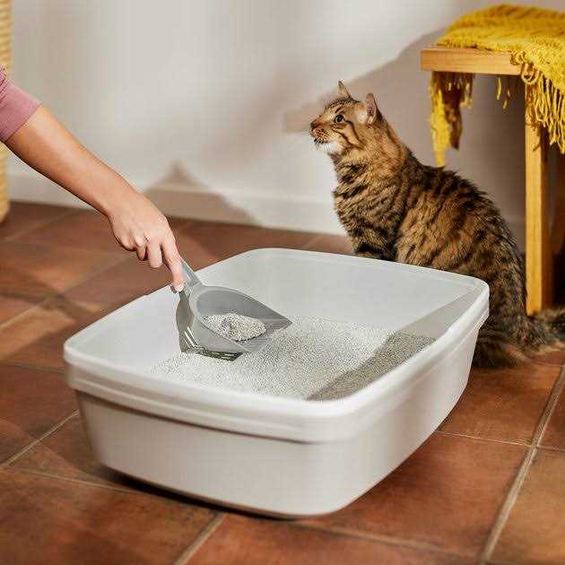 Frisco Scented Clumping Clay Cat Litter