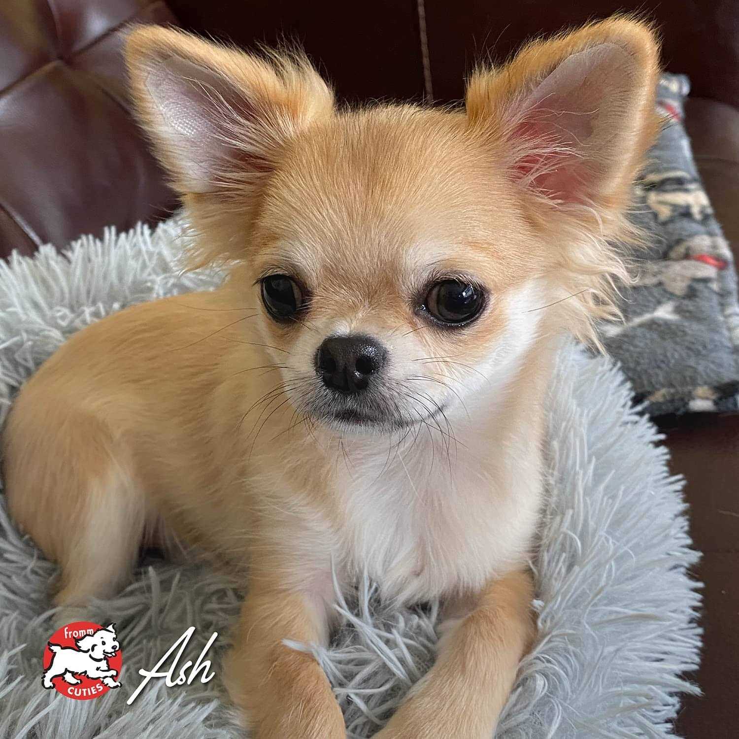 Fromm Four Star Salmon Tunalini Dog Food