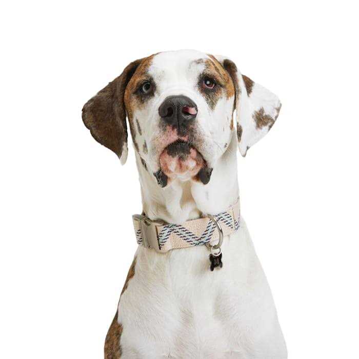 YOULY Zig Zag Dog Collar