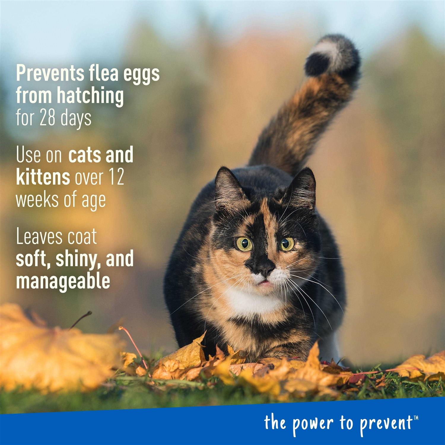 Adams Plus Flea & Tick Foaming Shampoo & Wash for Cats & Kittens