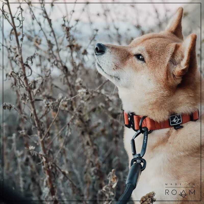 Roam Made to Roam Premium Dog Collar Adjustable Heavy Duty Nylon Collar with Quick-Release Metal Buckle